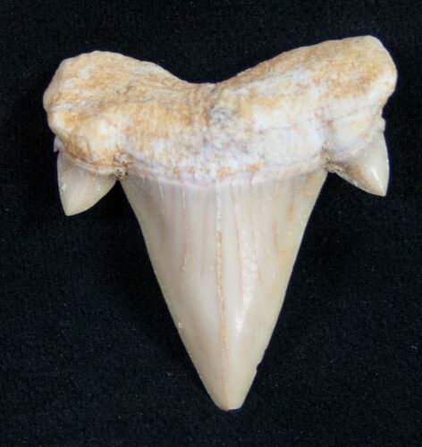 Fossil Mackeral Shark Tooth (Cretolamna) #9999